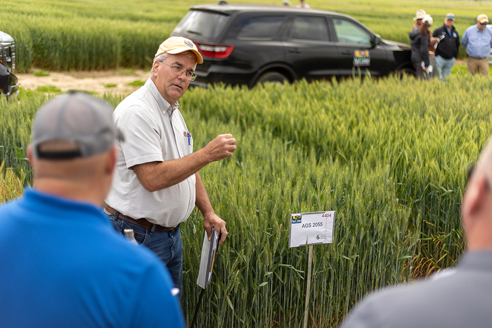 Wheat prices remain high but the Hessian fly is looming